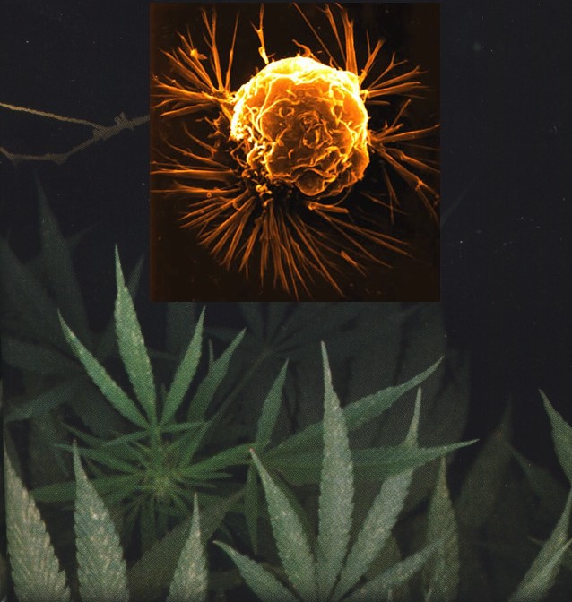  cancer cell & cannabis - BM&L collection 